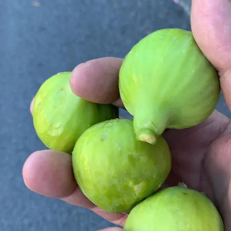 300m Dal Mare Calabria Apartamento